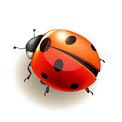 Image showing Ladybird. Vector illustration.