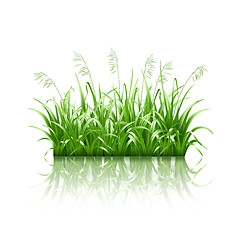 Image showing Green grass, vector