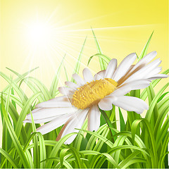 Image showing Green grass with daisy - summer background.