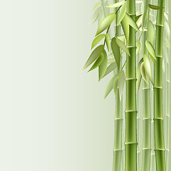 Image showing Bamboo background