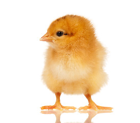 Image showing Little chicken