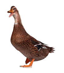 Image showing Domestic duck