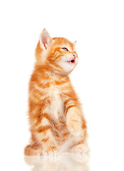 Image showing Red kitten