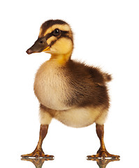 Image showing Domestic duckling