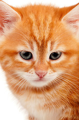 Image showing Red kitten