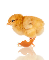 Image showing Little chicken