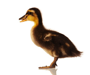 Image showing Domestic duckling