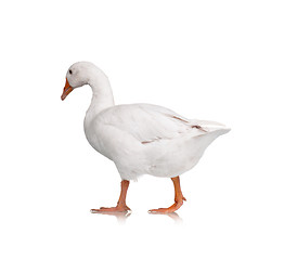 Image showing Domestic goose