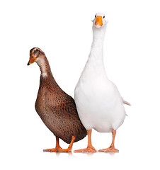 Image showing Duck and goose