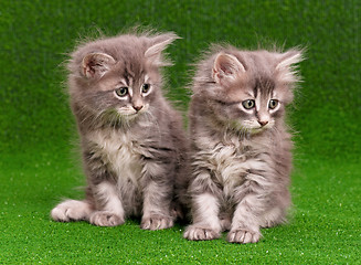 Image showing Cute gray kittens
