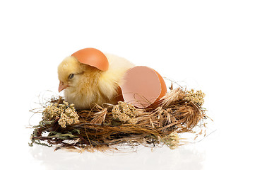 Image showing Chicken in nest