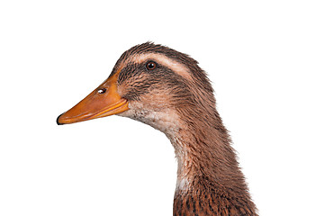 Image showing Domestic duck