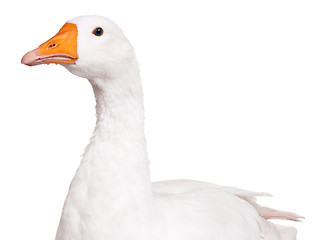 Image showing Domestic goose