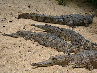 Image showing crocodiles on the beach