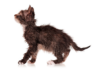 Image showing Wet kitten