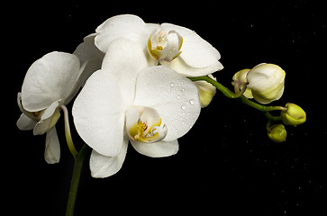 Image showing Flowers of white orchid with buds