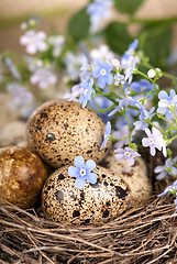 Image showing Quail eggs in a nest, forget-me-nots