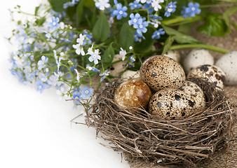 Image showing Quail eggs in a nest, forget-me-nots