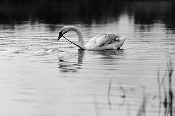 Image showing Lonely swan