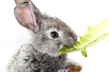 Image showing Gray rabbit