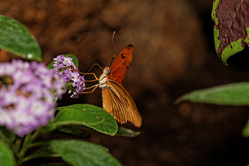 Image showing Orange butterfly