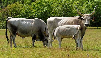Image showing Gray cattle
