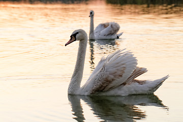 Image showing Lonely swan