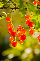 Image showing illuminated by sunlight redcurrant berries