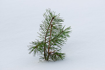 Image showing Little pine tree in winter under the snow