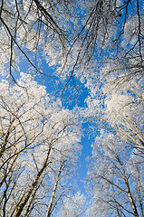 Image showing Bottom view of the snow-covered Birch