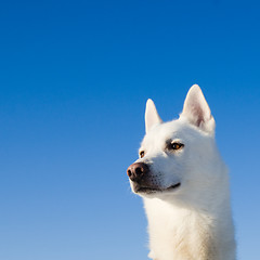 Image showing Portrait of a white dog