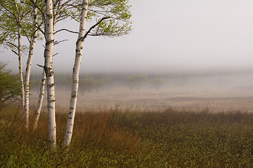 Image showing Birch Trees II