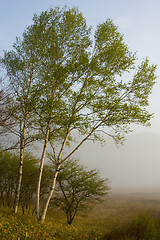 Image showing Birch Trees