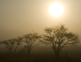 Image showing Three Trees with Sun