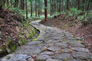 Image showing Japan forest