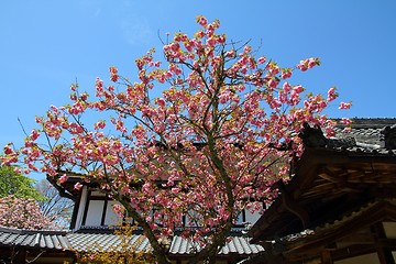 Image showing Yoshino, Japan