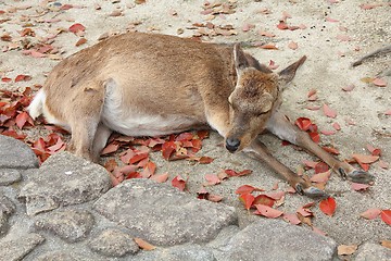 Image showing Itsukushima deer