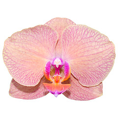 Image showing Single romantic beautiful orchid