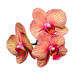 Image showing Bunch of three gentle phalaenopsis