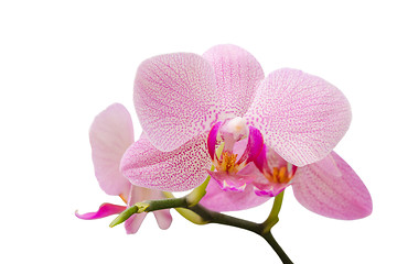 Image showing Branch of gentle pastel soft pink orchid