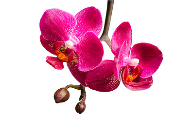 Image showing Two purple orchids with buds on small branch