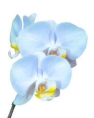 Image showing Small branch with blue orchids flowers