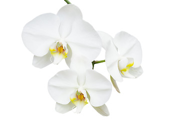 Image showing Close-up branch with three delicate orchids