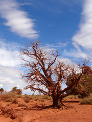 Image showing Painted red tree