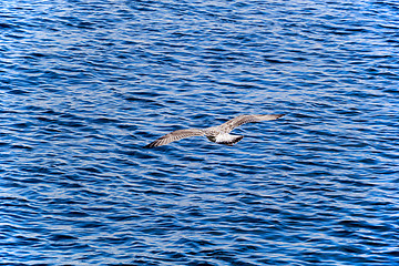 Image showing Young European Herring Gull