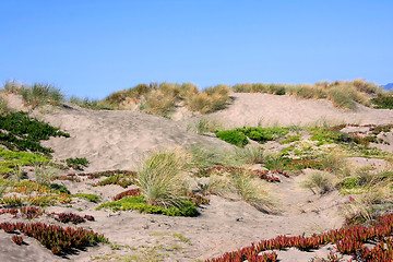 Image showing Living sand