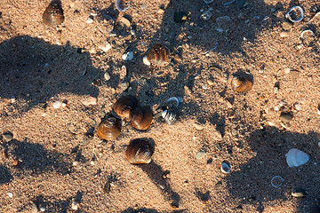 Image showing Shells on the beach