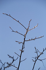 Image showing Ice and snow in the morning