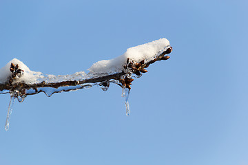 Image showing Ice and snow in the morning