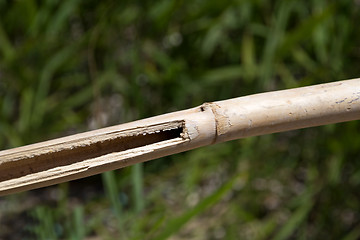 Image showing Bamboo branch